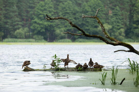 Family of ducks is resting © v_blinov