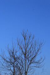 The silhouette of a tree without leaves on the background of a light sky with clouds. A tree with many branches. Natural background