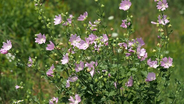 Pink flower of Greater musk-mallow on a meadow in summer, Malva alcea