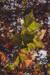 leaves in autumn - maple tree leaves - maple leaves