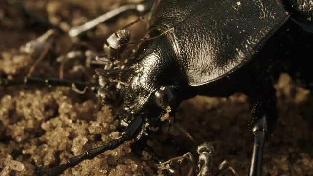 Large black bronze beetle carabid Carabus with coppery sheen on ground