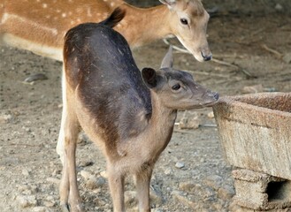 Cute little deer on the farm in nature