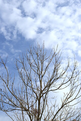 The silhouette of a tree without leaves on the background of a light sky with clouds. A tree with many branches. Natural background