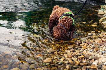 Spanish water dog, brown in color, cooling off from the summer heat in a river in Cantabria, snout in the water, diving.