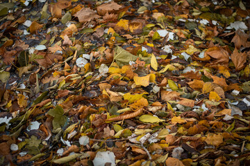Hojas caídas de los árboles en otoño