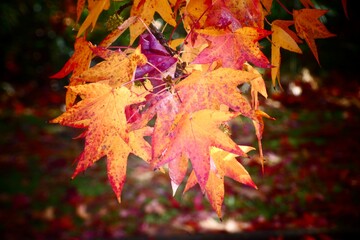 red maple leaves