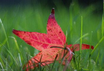 Red colored leaf in grass