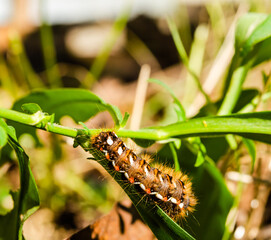 Caterpillars in their natural environment - close up
