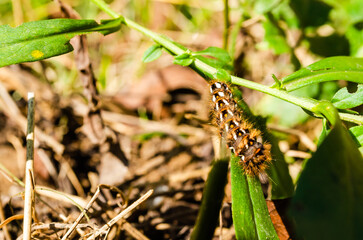 Caterpillars in their natural environment - close up