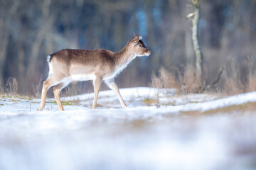 Fallow deer stag Dama Dama foraging in Winter forest snow