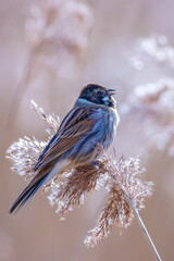 Singing common reed bunting, Emberiza schoeniclus, bird in the reeds on a windy day