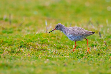 common redshank tringa totanus in farmland