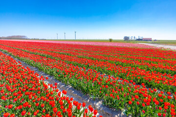 Dutch red tulips flower field under a blue sky