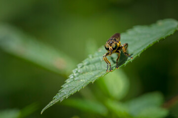 Closeup of a eutolmus rufibarbis, robber fly