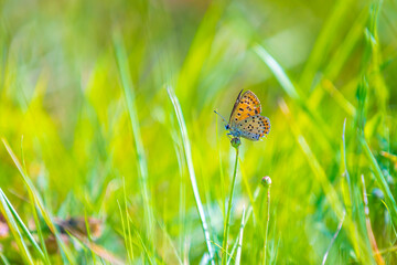 Sooty copper butterfly Lycaena tityrus pollinating
