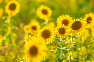 Sunflower field at sunset