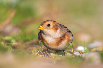 snow bunting bird, Plectrophenax nivalis foraging in grass