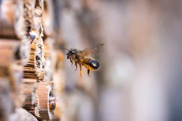 Zelfklevend Fotobehang Honey bee Apis mellifera insect hotel © Sander Meertins