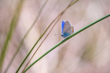 Common Blue butterfly (Polyommatus icarus) pollinating closeup
