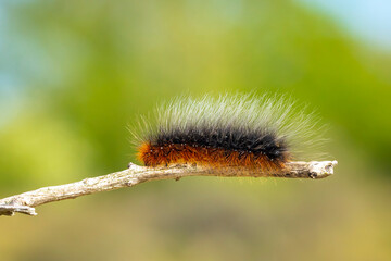Closeup of a garden tiger moth or great tiger moth, Arctia caja, caterpillar crawling and eating