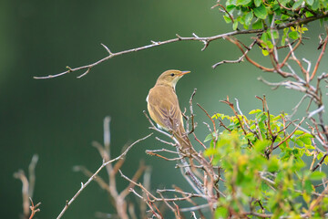 Marsh warbler, Acrocephalus palustris, singing bird