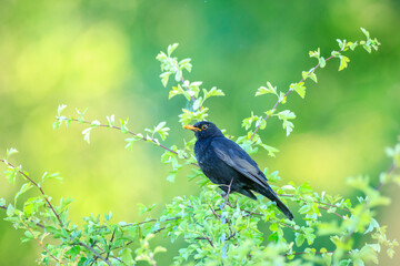 Blackbird, turdus merula, singing in a tree