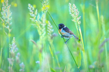 Stonechat, Saxicola rubicola, bird perching