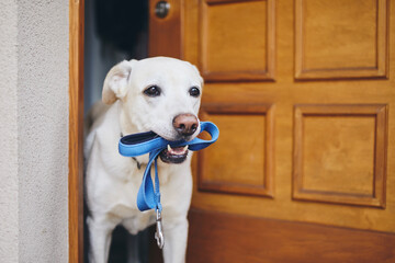 Cute dog waiting for walk in door of house. Labrador retriever holding leash in mouth. .
