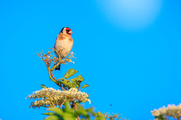 European goldfinch bird, Carduelis carduelis, perched eating seeds during Springtime season