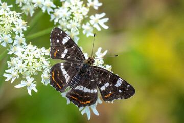 The map butterfly, araschnia levana, close-up portrait