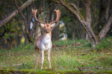 Fallow deer stag Dama Dama in a forest