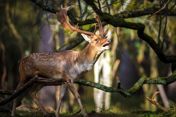 Fallow deer stag, Dama Dama, with big antlers during rutting in Autumn season