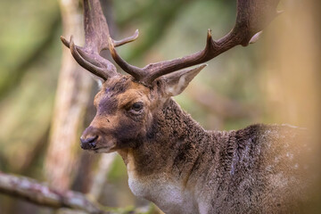 Fallow deer stag, Dama Dama, with big antlers during rutting in Autumn season