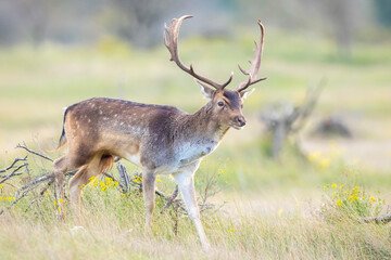 Naklejka na ściany i meble Fallow deer, Dama Dama, grazing in a field