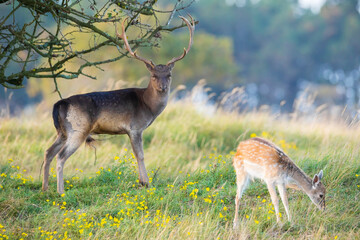 Fallow deer stag Dama Dama in a forest