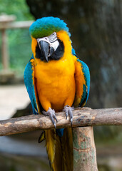 The blue-and-yellow macaw (Ara ararauna), known as the blue and gold macaw, a large South American parrot with mostly blue top parts and light orange underparts, with gradient hues of green on head.