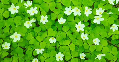 Clover natural background, blooming shamrock field