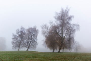 misty morning in the morning