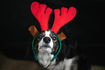 Pies border collie udaje świątecznego renifera - obrazy, fototapety, plakaty