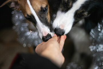 Dwa psy jedzą smakołyka z ręki właściciela - 550901318