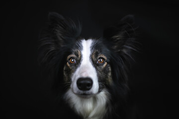 Portret psa rasy border collie - obrazy, fototapety, plakaty