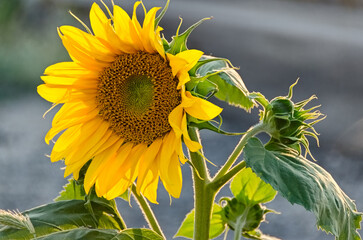 Sunflower