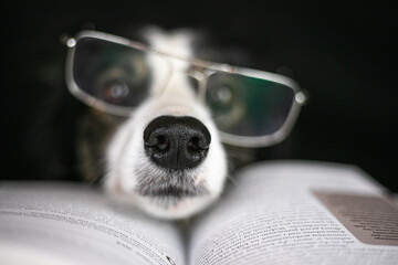 Fototapeta Pies border collie ma założone okulary i czyta książkę obraz