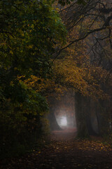 autumn in the forest