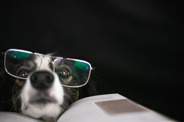 Pies border collie ma założone okulary i czyta książkę - obrazy, fototapety, plakaty