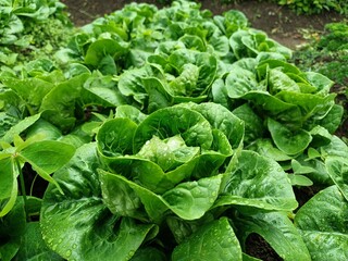 Fototapeta na wymiar lettuce in the garden
