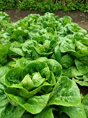 lettuce in the garden