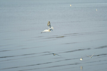 kite surfing in the sea