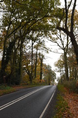 hanbury road going though piper's hill and Dodderhill common forest also known as Hanbury woods during a cloudy autumn day