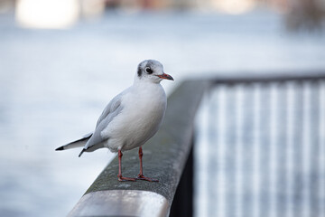 seagull 